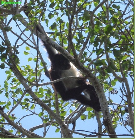 Jardin Botanico - Puerto Morelos - Dr. Alfredo Barrera Marìn
